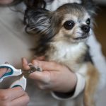 corte-uñas-perro