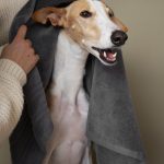 galgo-con-toalla
