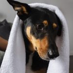 perro-con-toalla