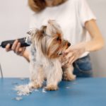 Yorkshire terrier getting procedure at the groomer salon. Young woman in white t-shirt trimming a little dog. Yorkshire terrier puppy getting haircut with a shaving machine.