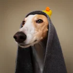 galgo-con-toalla