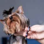 perrito-recortar-pelaje