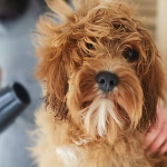 perrito-secador-pelo