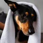 perro-con-toalla